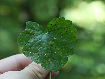 Puccinia_glechomatis_Glechoma_hederacea_BO_BergerTal_141018_CB01.jpg