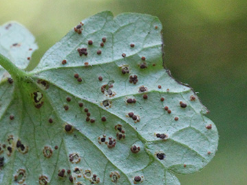 Puccinia_glechomatis_Glechoma_hederacea_BO_BergerTal_141018_CB03.jpg