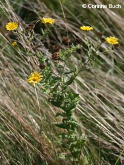 Pulicaria_dysenterica_Elbe2008_4_CB04.jpg