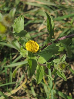 Pulicaria_vulgaris_DURheinhausen_130914_ja02.jpg