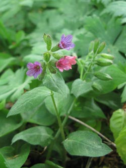 Pulmonaria_obscura_BrilonNSGNehderKopf260409_ja01.jpg