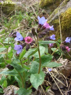 Pulmonaria_officinalis_Warstein_210412_TK10.jpg