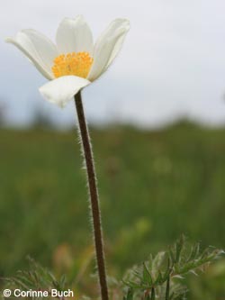 Pulsatilla_alba_SWD2009_CB157.jpg