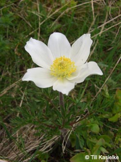 Pulsatilla_alba_SWD2009_TK90.jpg