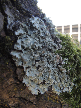 Punctelia_jeckeri_RUBMoose210117_ja01.jpg