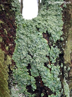 Punctelia_subrudecta_RuhrUniBochum090124_CB24.jpg