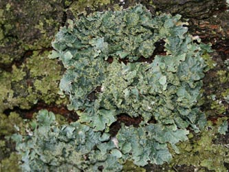 Punctelia_ulophylla_BOUni250109_CB01.jpg