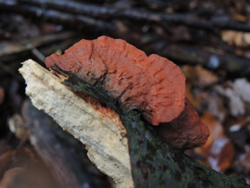 Pycnoporus_cinnabarinus_BO_Koenigsbuescher_Waeldchen_Pilze_ja01.jpg