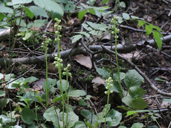 Pyrola_minor_Schlupkothen_020716_TK01.jpg