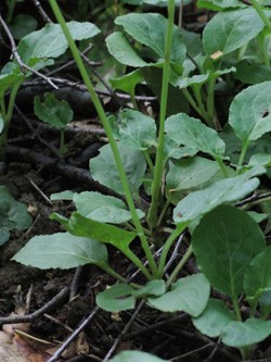 Pyrola_minor_Schlupkothen_020716_TK03.jpg