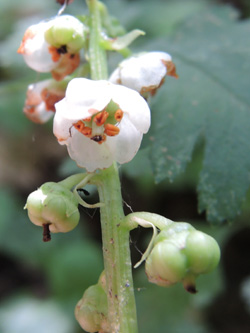 Pyrola_minor_Schlupkothen_020716_TK04.jpg