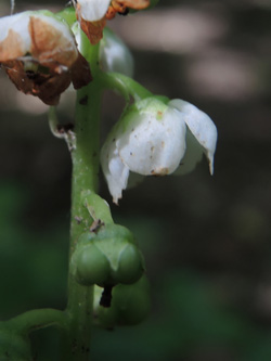 Pyrola_minor_Schlupkothen_020716_TK05.jpg