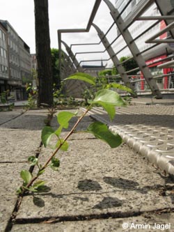 Pyrus_calleryana_BOInnenstadt170710_ja02.jpg