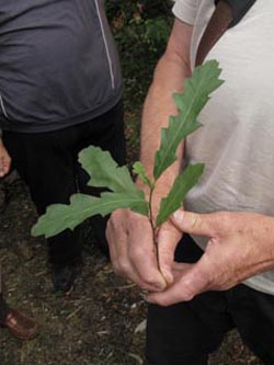 Quercus_cerris_BOInnenstadt170710_ja01.jpg