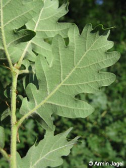 Quercus_pubescens_SWD2009_ja24.jpg