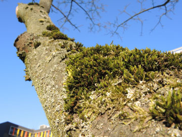 RUBMoose210117_ja22.jpg