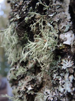 Ramalina_farinacea_Aachen_Lintert_Kryptogamen_220215_ja03.jpg