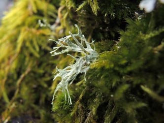 Ramalina_farinacea_Aachen_Lintert_Kryptogamen_220215_ja05.jpg