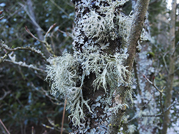 Ramalina_farinacea_Evernia_prunastri_Parmelia_sulcata_Aachen_Waldfriedhof_250218_ja01.jpg