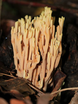 Ramaria_stricta_BOMailand_111015_Pilze_CB01.jpg