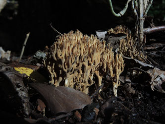 Ramaria_stricta_BOMailand_111015_ja03.jpg