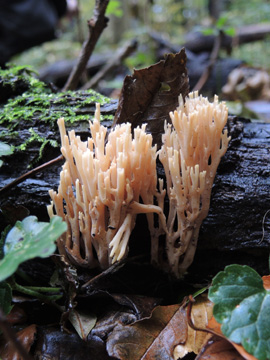 Ramaria_stricta_BO_Koenigsbuescher_Waeldchen_Pilze_ja01.jpg