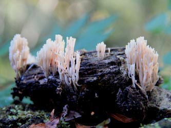 Ramaria_stricta_WeitmarerHolz_121014_CB16.jpg