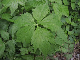 Ranunculus_aconitifolius_Bergenbach_Vogesen2016_210516_ja03.jpg