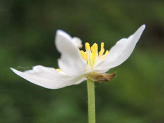 Ranunculus_aconitifolius_Bergenbach_Vogesen2016_210516_ja05.jpg