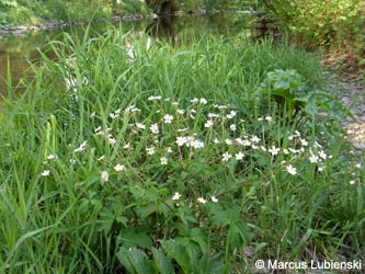 Ranunculus_aconitifolius_Priorei280510_ML01.jpg