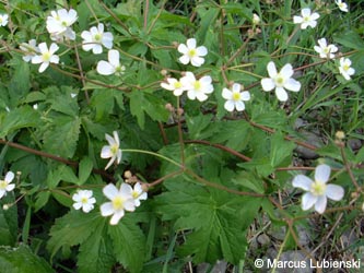 Ranunculus_aconitifolius_Priorei280510_ML02.jpg