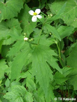 Ranunculus_aconitifolius_SWD2009_TK91.jpg