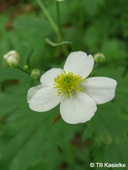 Ranunculus_aconitifolius_SWD2009_TK91_2.jpg