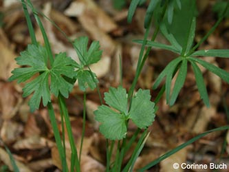 Ranunculus_auricomus_BrilonerHochflaeche260409_CB07.jpg