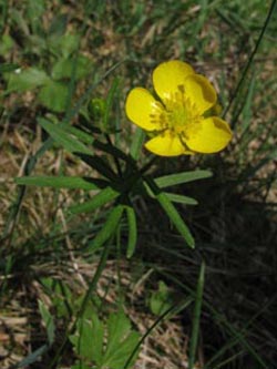Ranunculus_auricomus_agg_BrilonNSGSchwarzerKopf260409_ja01.jpg