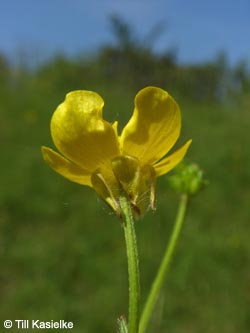 Ranunculus_bulbosus_SWD2009_TK48.jpg