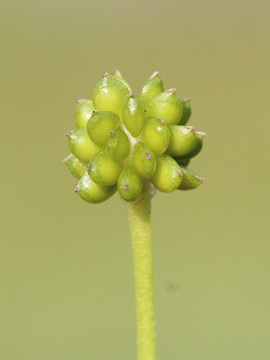 Ranunculus_flammula_030917_CB01.jpg