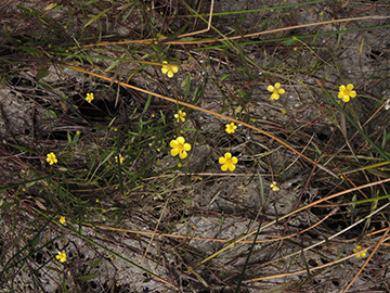 Ranunculus_flammula_210816_ja01.jpg