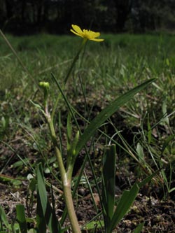 Ranunculus_flammula_260512_ja02.jpg