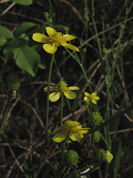 Ranunculus_flammula_BOWiemelhausenPolizeiUnistr_070611_ja01.jpg