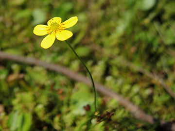 Ranunculus_flammula_DO_Siesack_190714_ja01.jpg