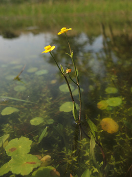 Ranunculus_flammula_DO_Siesack_190714_ja04.jpg