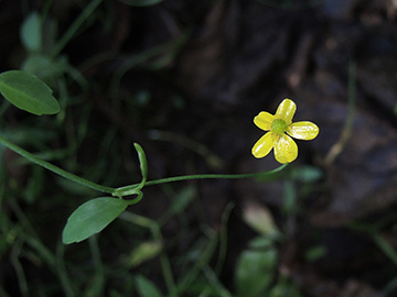 Ranunculus_flammula_Ennepetal_Peddenoede_010918_ja01.jpg