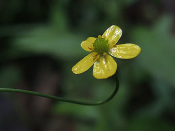 Ranunculus_flammula_Ennepetal_Peddenoede_010918_ja03.jpg