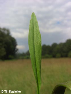 Ranunculus_flammula_MarlDieBurg250709_TK01.jpg