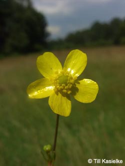 Ranunculus_flammula_MarlDieBurg250709_TK03.jpg