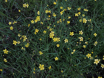 Ranunculus_flammula_Silberkuhle_Olpe_140718_ja02.jpg