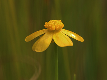 Ranunculus_flammula_Wersener_Heide_080818_CB01.jpg