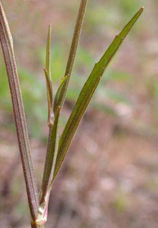 Ranunculus_flammula_ja04.jpg