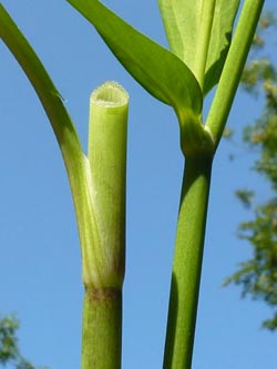 Ranunculus_lingua_BGBO080713_ho02.jpg